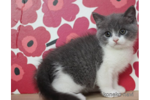 成約済の東京都のスコティッシュフォールド-71213の2枚目